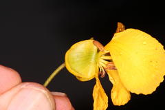Senna petersiana