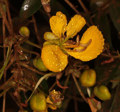Senna petersiana