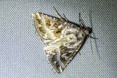 Chaograptis crystallodes