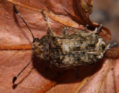Phloeobius cordiger