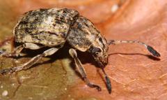 Phloeobius cordiger