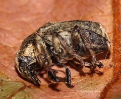 Phloeobius cordiger