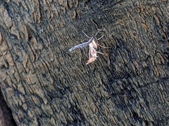 Michaelophorus indentatus