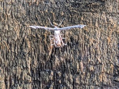 Michaelophorus indentatus