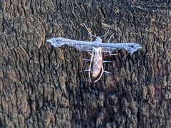 Michaelophorus indentatus