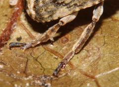 Phloeobius cordiger