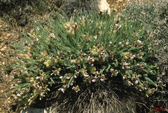 Astragalus coluteoides