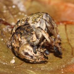 Phloeobius cordiger