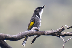 Phylidonyris pyrrhopterus