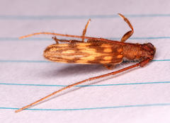 Trichopsathyrus modestus