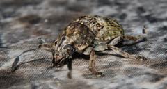 Phloeobius cordiger
