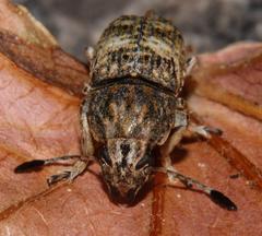 Phloeobius cordiger