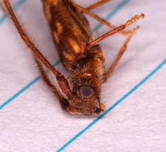 Trichopsathyrus modestus