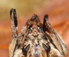 Phloeobius cordiger