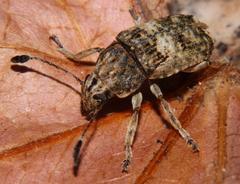 Phloeobius cordiger