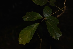 Handroanthus chrysotrichus