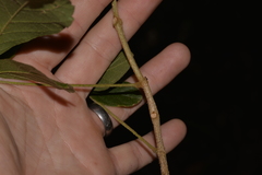 Handroanthus chrysotrichus