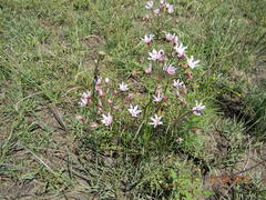 Nerine gracilis
