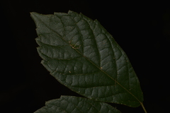 Handroanthus chrysotrichus