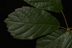 Handroanthus chrysotrichus