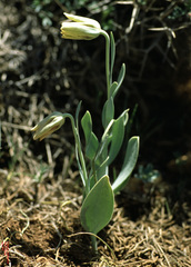 Fritillaria