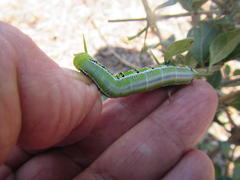 Cephonodes hylas virescens