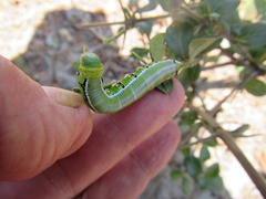 Cephonodes hylas virescens