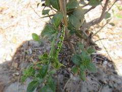 Cephonodes hylas virescens