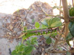Cephonodes hylas virescens