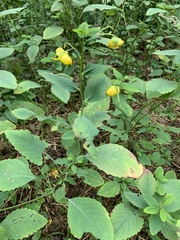 Impatiens pallida