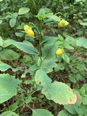 Impatiens pallida