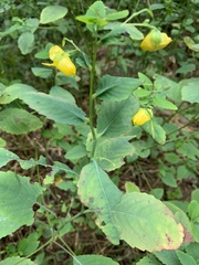 Impatiens pallida