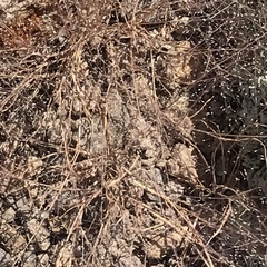 Muhlenbergia porteri