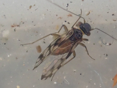 Propsocus pulchripennis