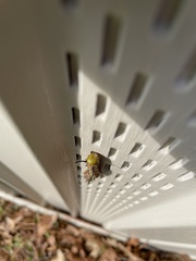 Anisota pellucida