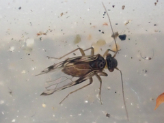 Propsocus pulchripennis