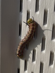 Anisota pellucida
