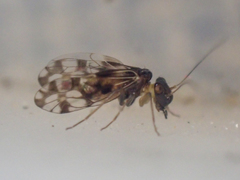 Propsocus pulchripennis