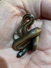 Liodytes rigida sinicola