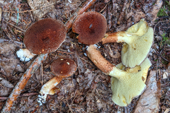 Suillus ampliporus
