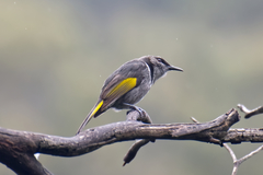 Phylidonyris pyrrhopterus