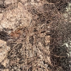 Muhlenbergia porteri