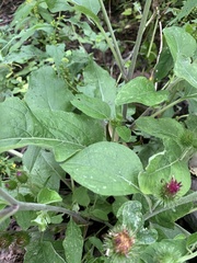 Arctium