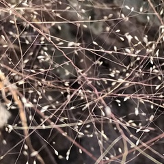 Muhlenbergia porteri