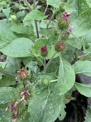 Arctium