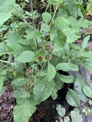 Arctium