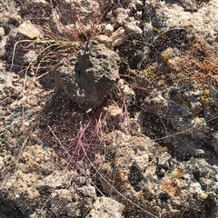 Muhlenbergia porteri