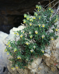 Onosma frutescens
