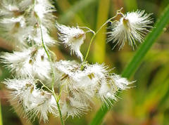 Melinis repens repens