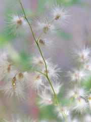 Melinis repens repens